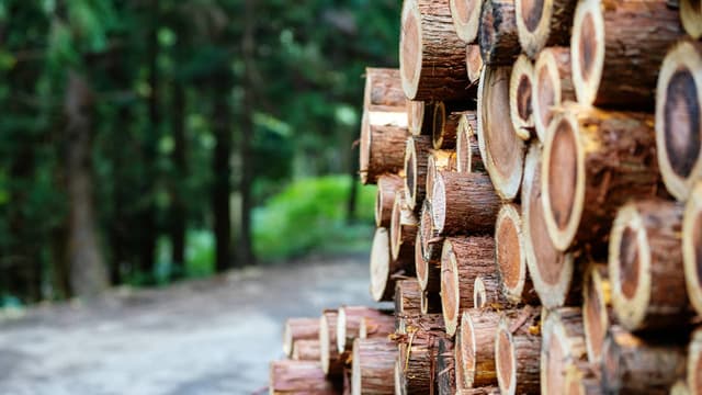 Crédito al Sector Forestal