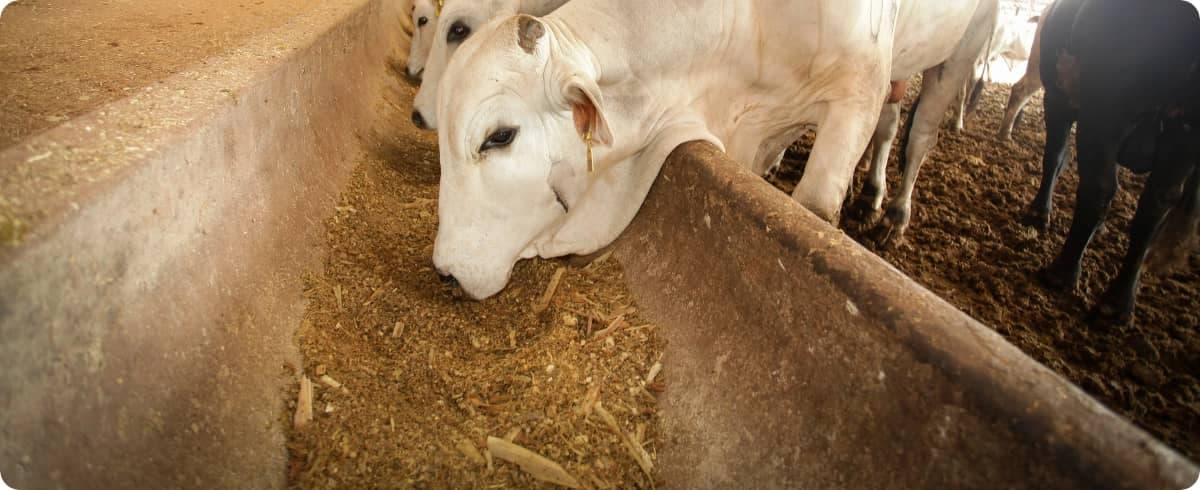 Credito Ganadero requisitos